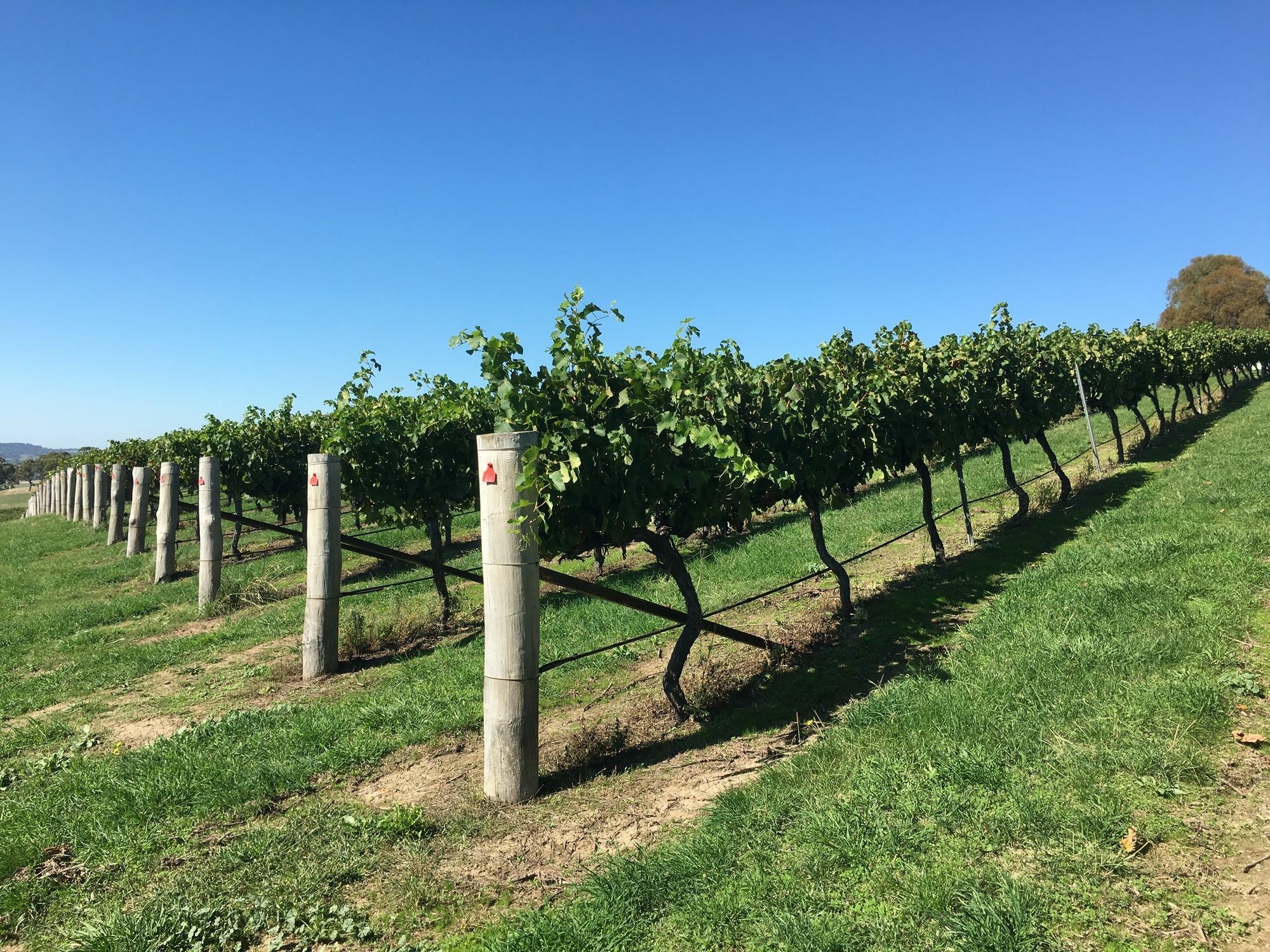 Turners Vineyard Motel Orange Εξωτερικό φωτογραφία
